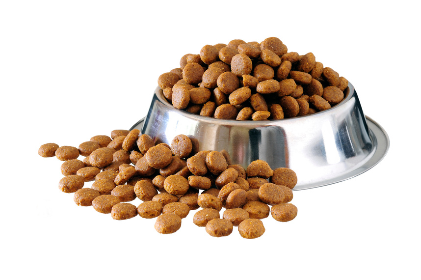 dog food in bowl